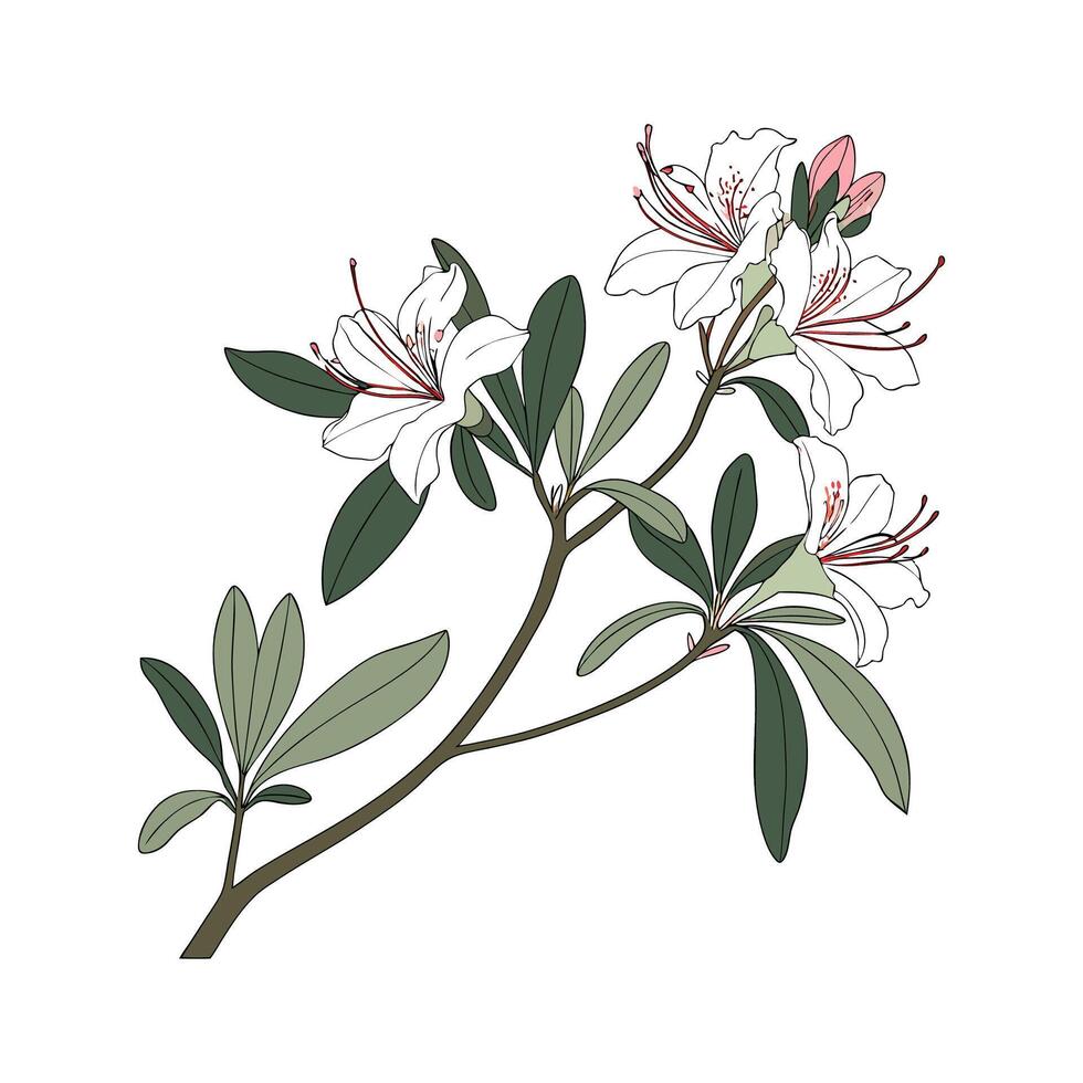 Vibrant Azalea on White Surface vector