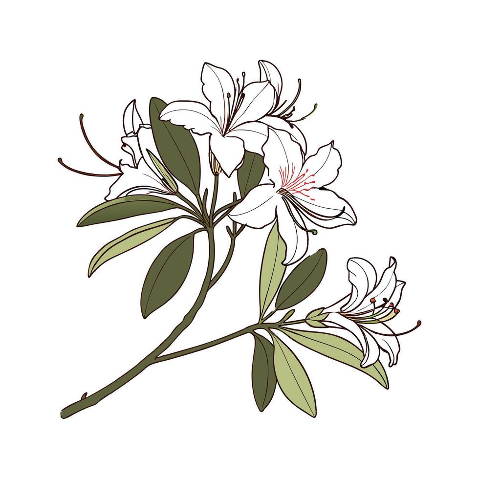 Stylish Azalea on White Canvas vector
