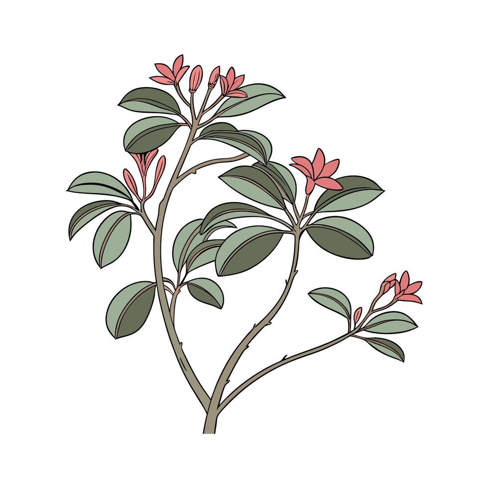 Charming Baby Rubber Plant on Bright White vector