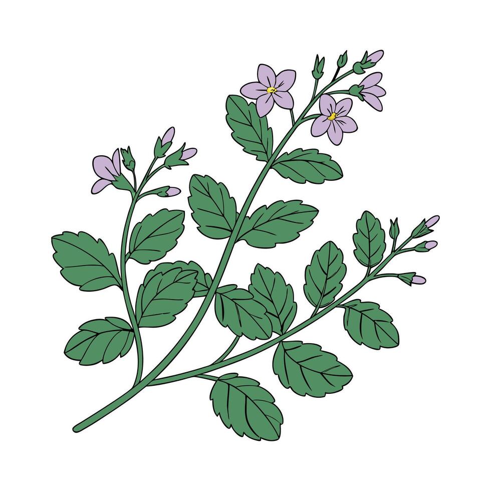 Vibrant Bacopa on White Surface vector