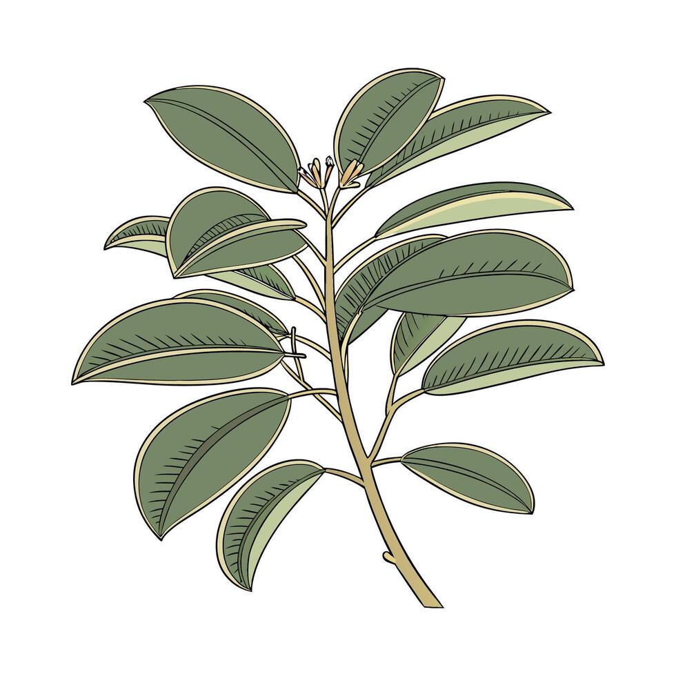 Lovely Baby Rubber Plant on White vector