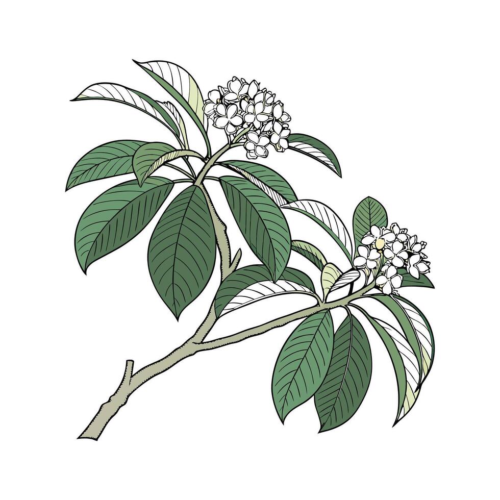 Vibrant Balinese Plant on White Surface vector