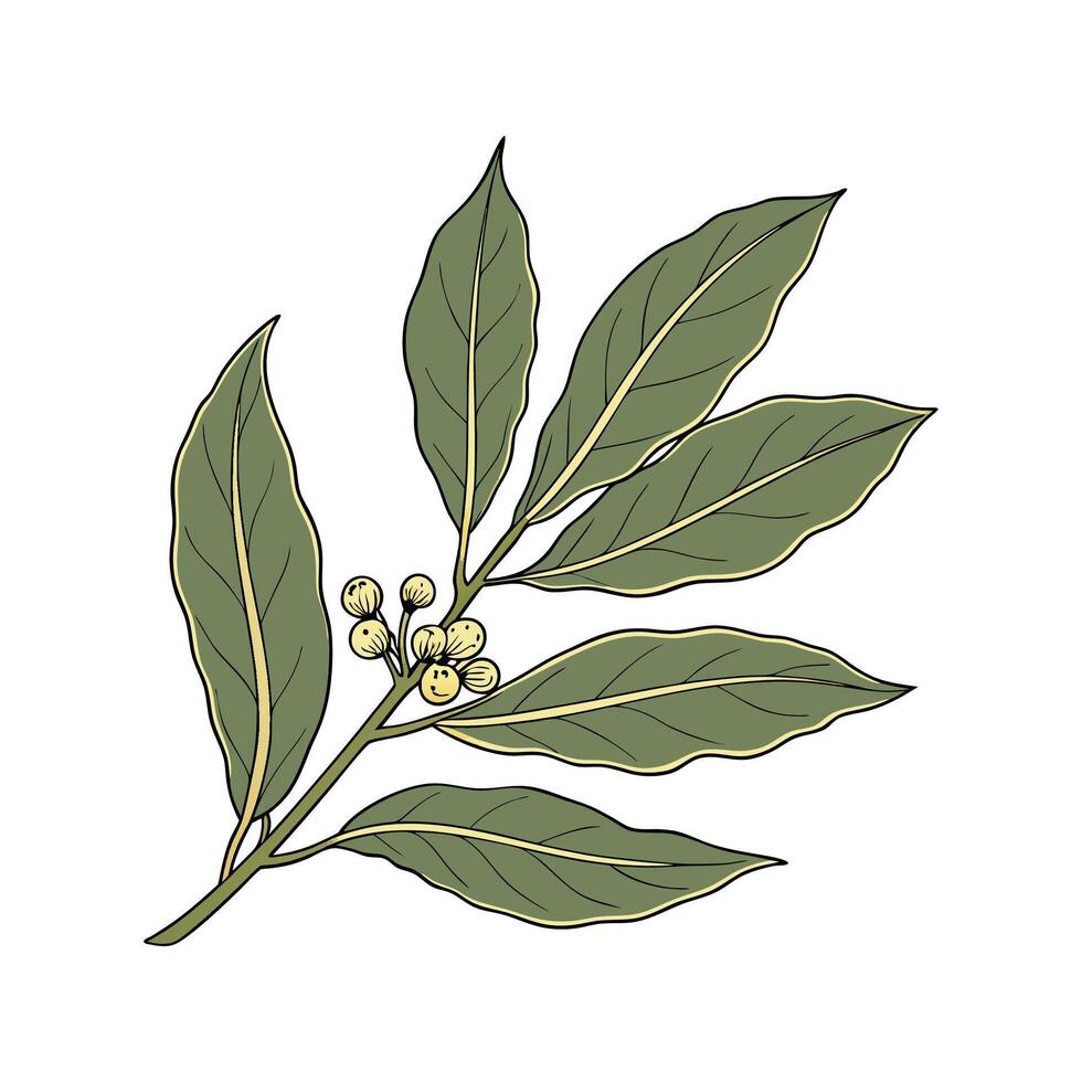Stylish Bay Laurel on White Canvas vector
