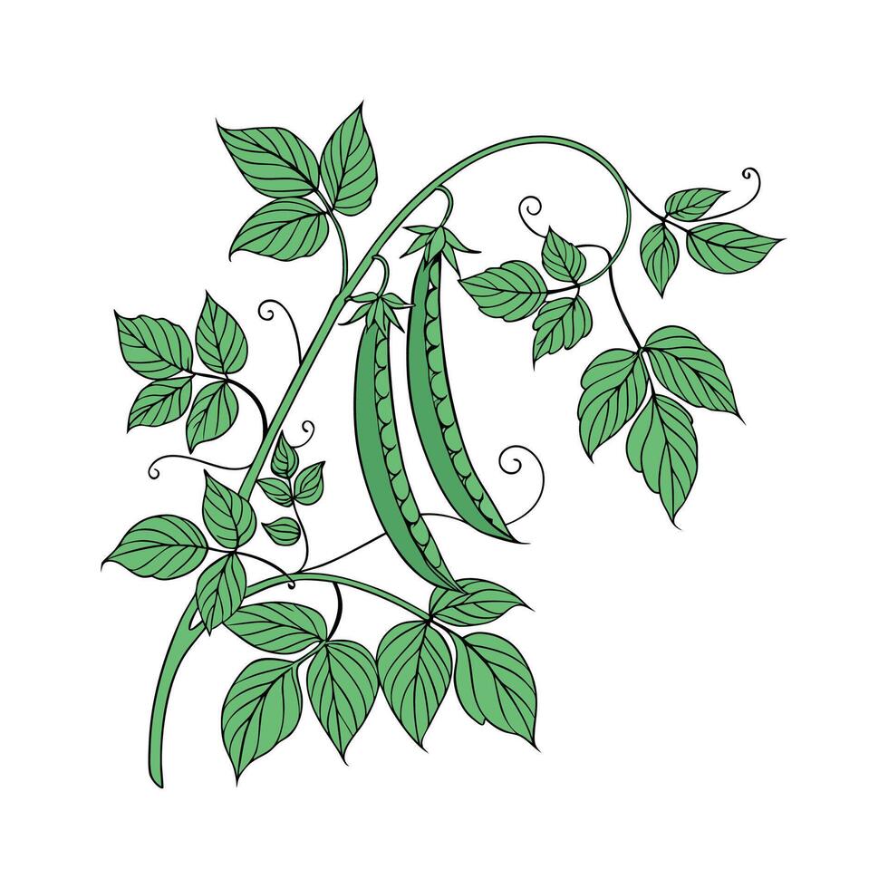 Stylish Bean Plant on White Canvas vector
