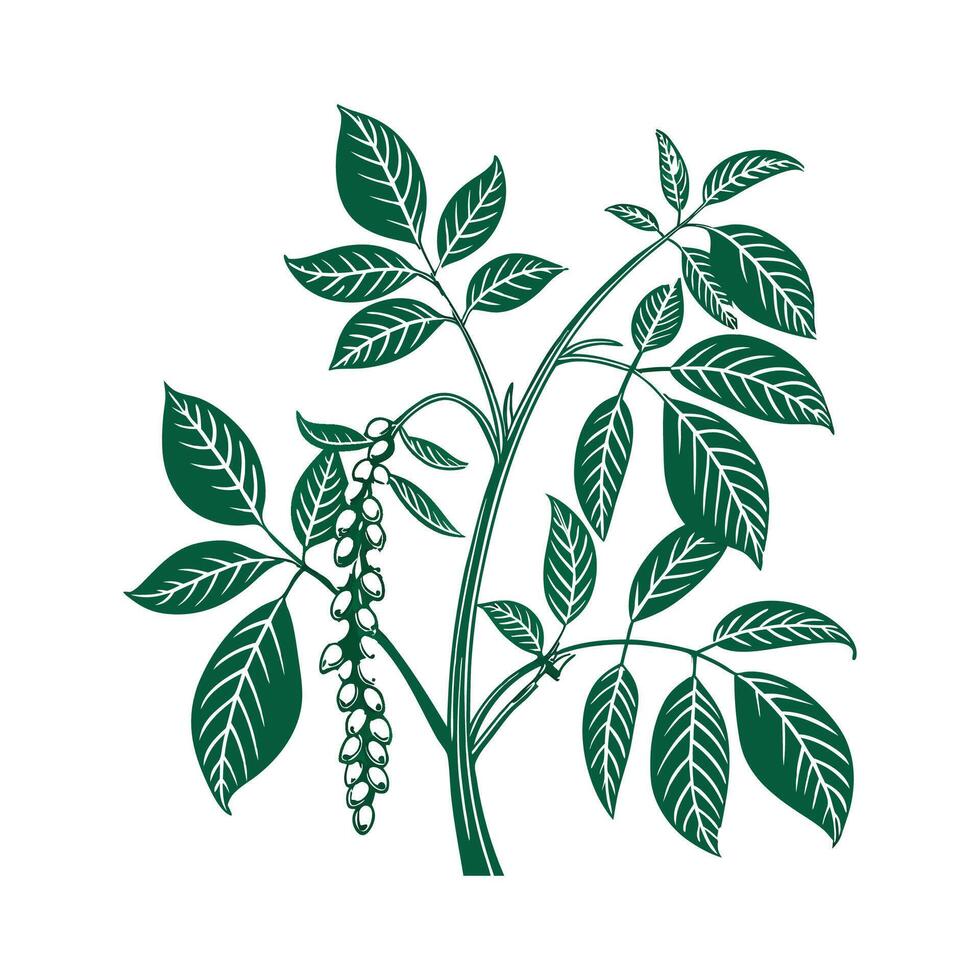 Elegant Bean Plant Display on White vector