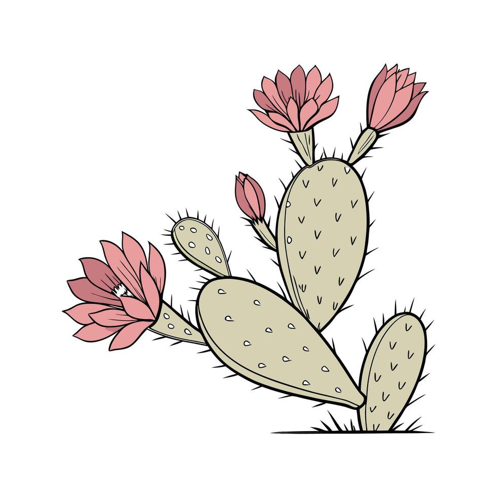 Elegant Beavertail Cactus Display on White vector
