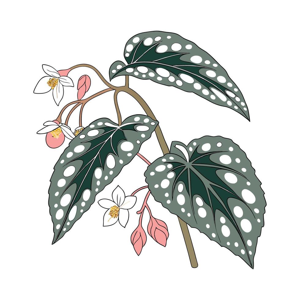 Stylish Begonia Maculata on White Canvas vector