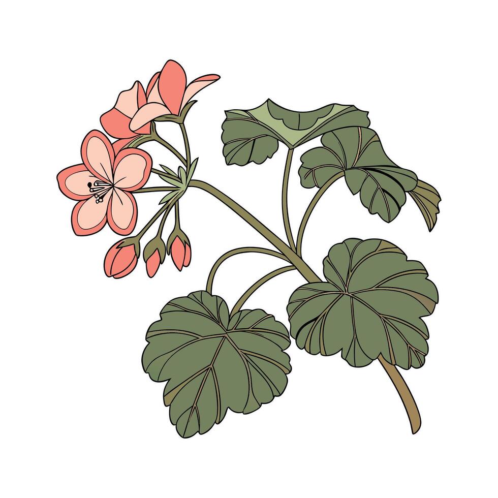 Stylish Begonia on White Canvas vector