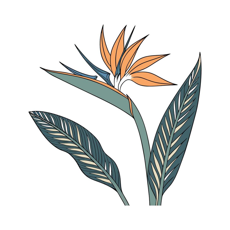Stylish Bird of Paradise on White Canvas vector