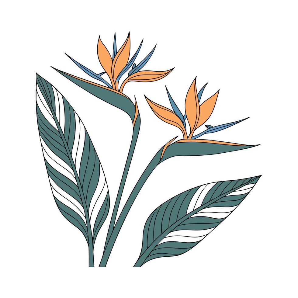 Charming Bird of Paradise on Bright White vector