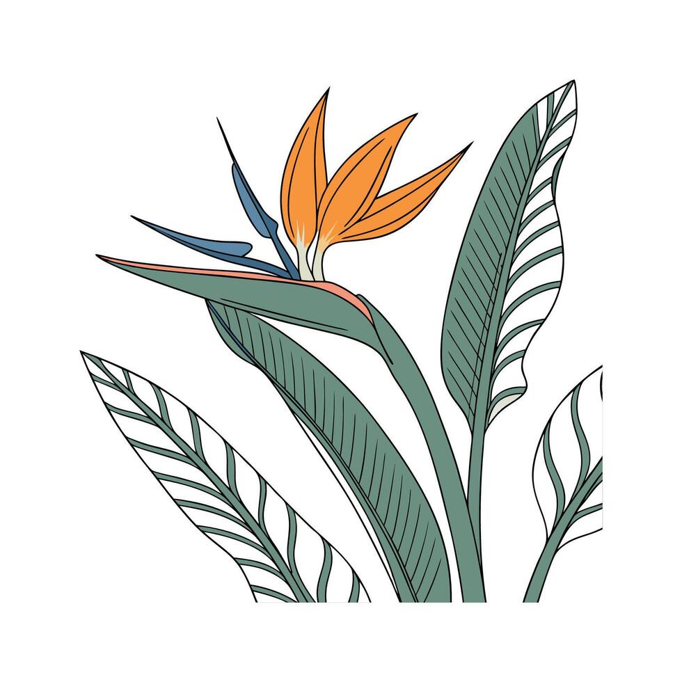 Stunning Bird of Paradise on White vector