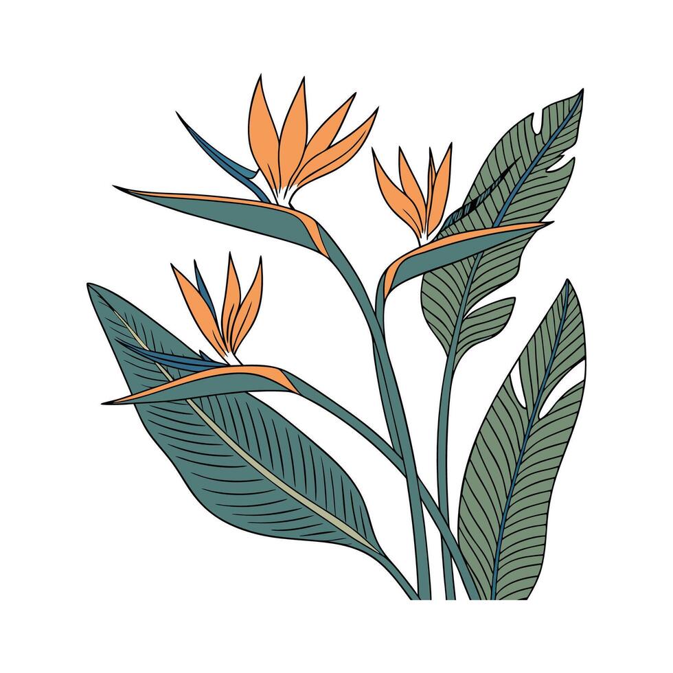 Beautiful Bird of Paradise on White vector