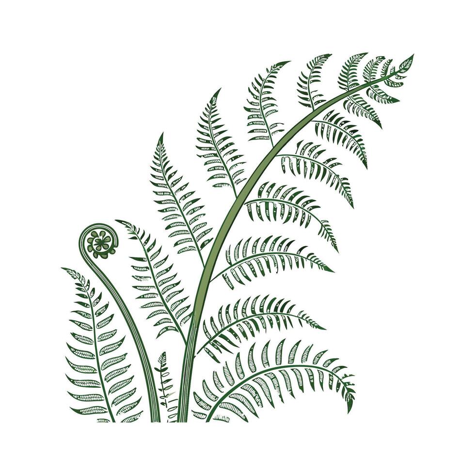 Stylish Birds Nest Fern on White Canvas vector