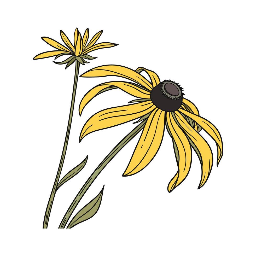 Vibrant Black Eyed Susan on White Surface vector