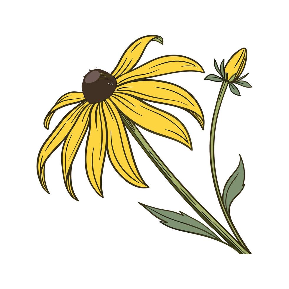 Elegant Black Eyed Susan Display on White vector