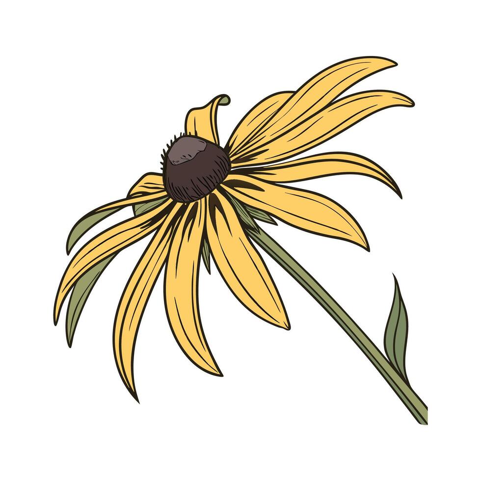 Vibrant Rudbeckia on White Surface vector