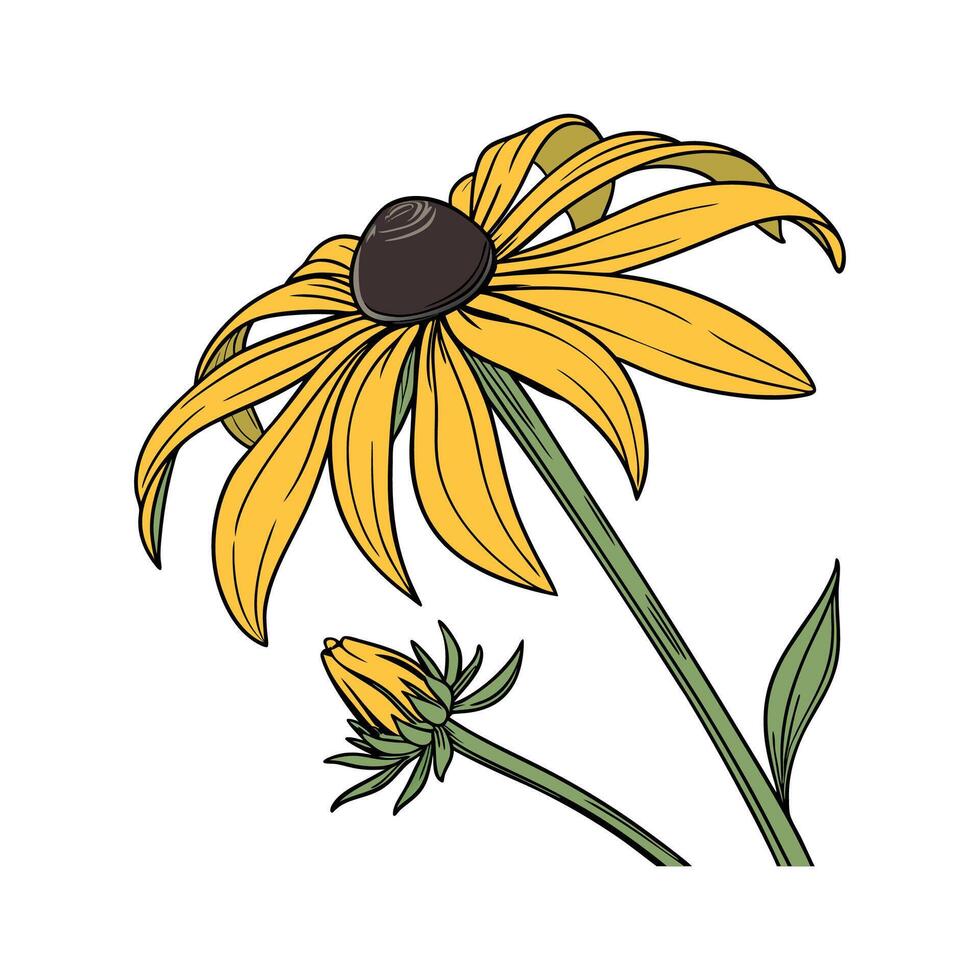 Stylish Rudbeckia Black Eyed Susan on Canvas vector