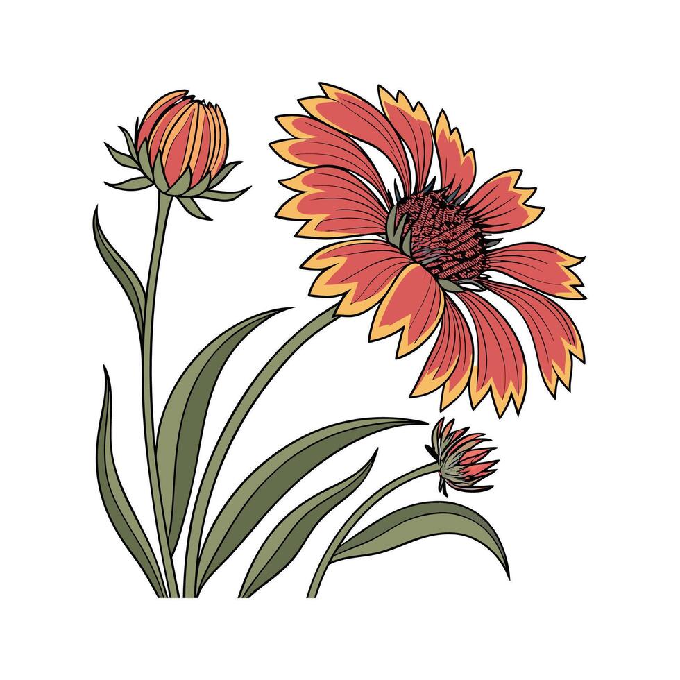 Vibrant Blanket Flower on White Surface vector