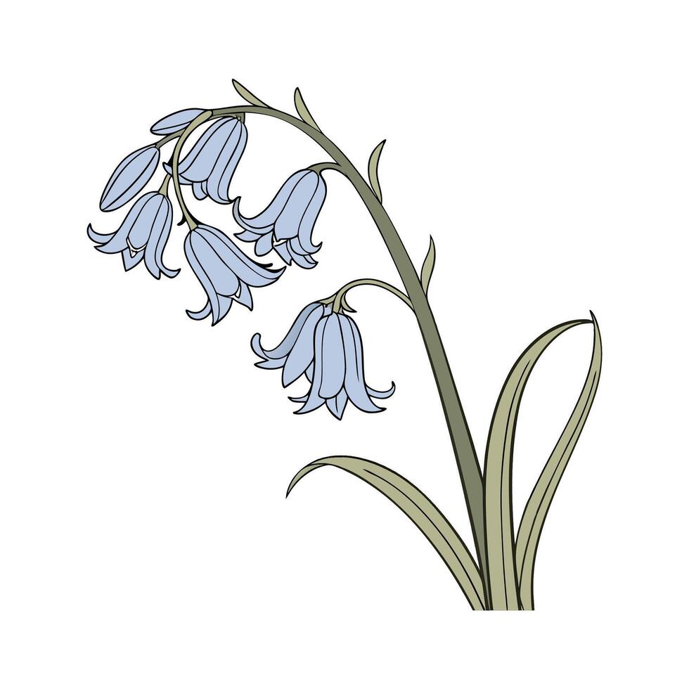 Vibrant Bluebell Hyacinthoides on White vector