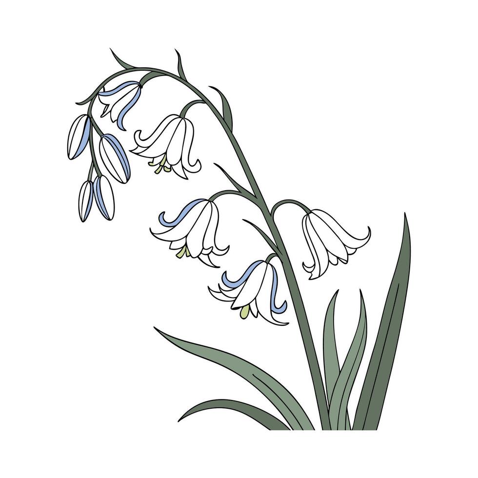 Elegant Bluebell Hyacinthoides Display on White vector