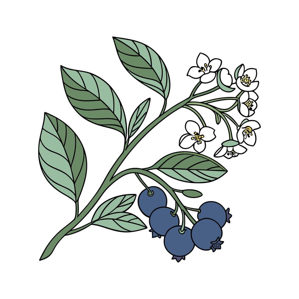 Elegant Blueberry Plant Display on White vector
