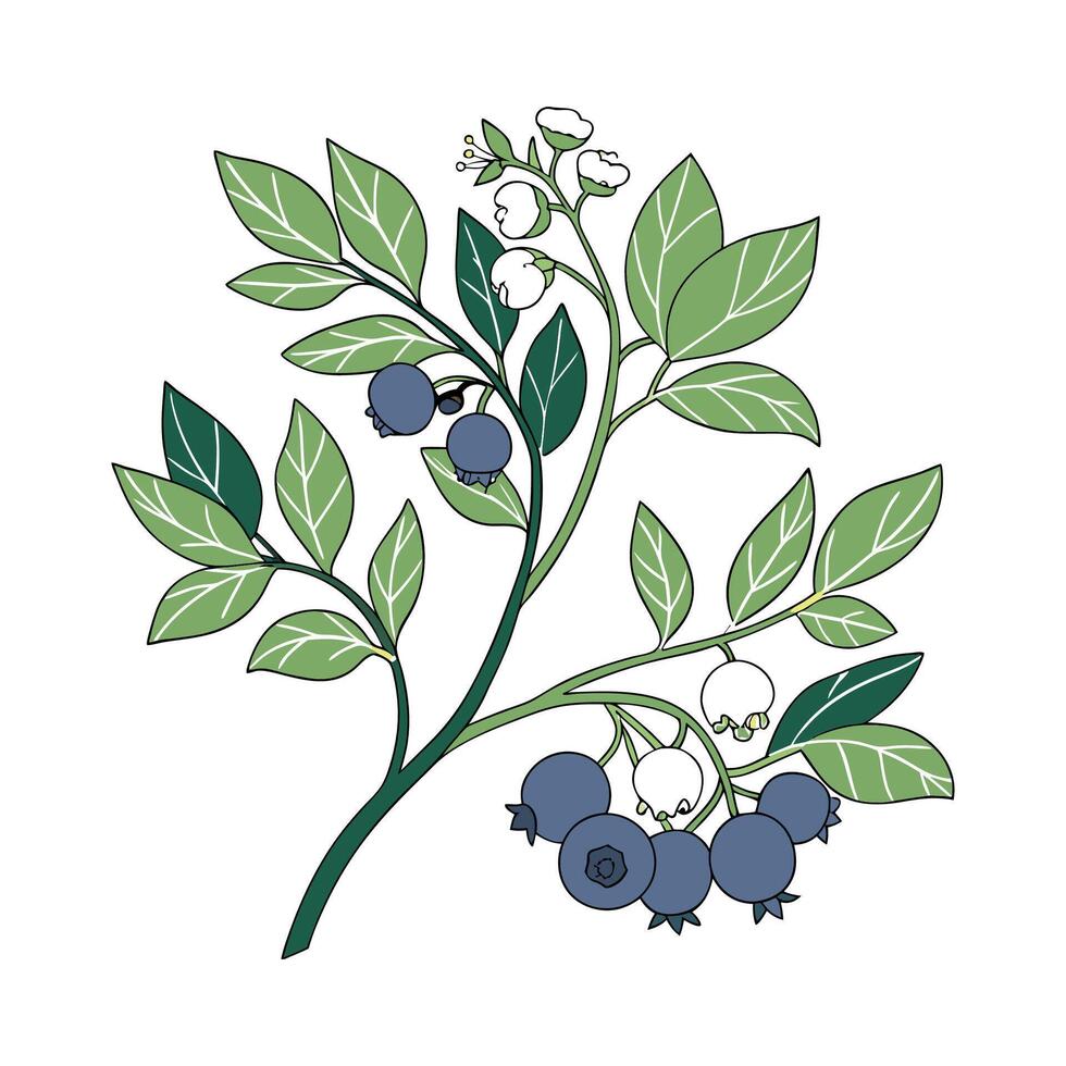 Blueberry Plant on Bright White vector