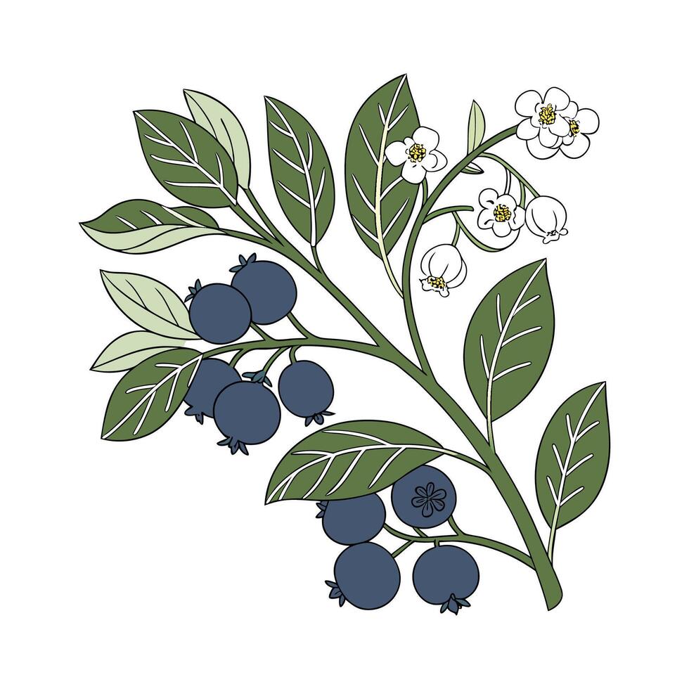 Vibrant Blueberry Plant on White vector