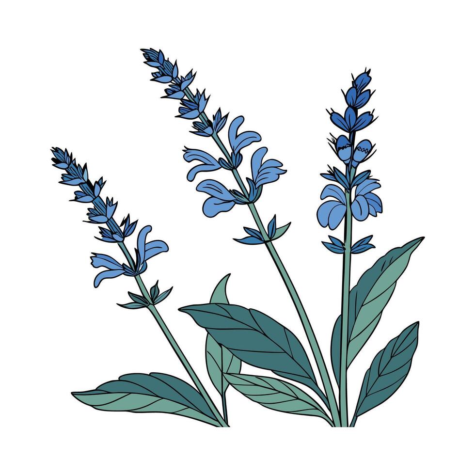 Elegant Blue Salvia Display on White vector