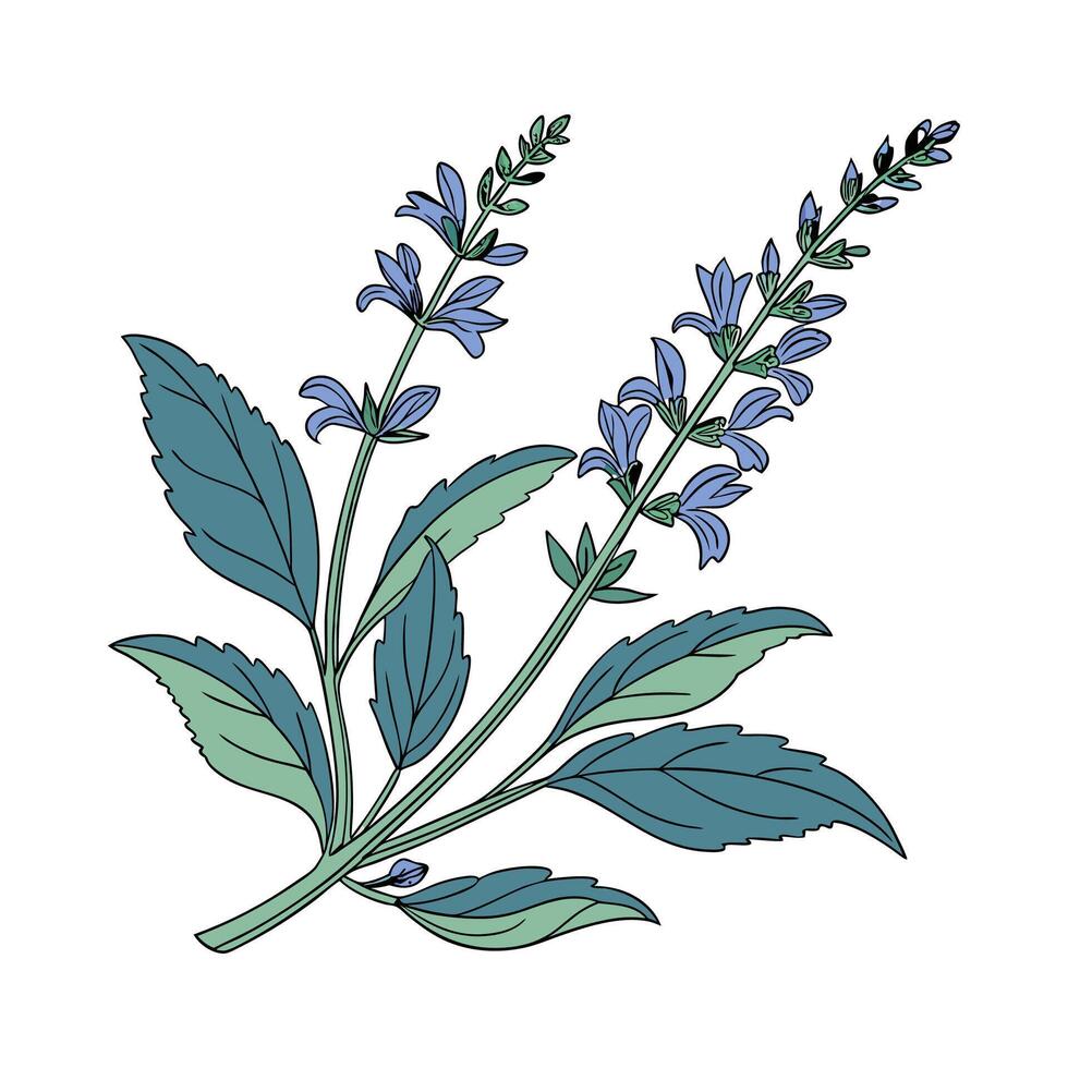 Stylish Blue Salvia on White Canvas vector