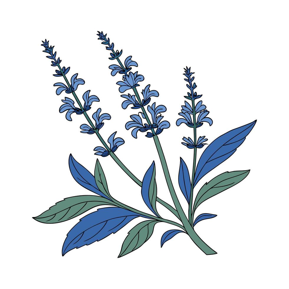 Vibrant Blue Salvia on White Surface vector