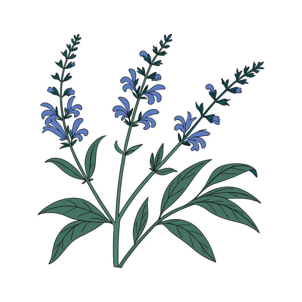 Blue Salvia on Bright White vector