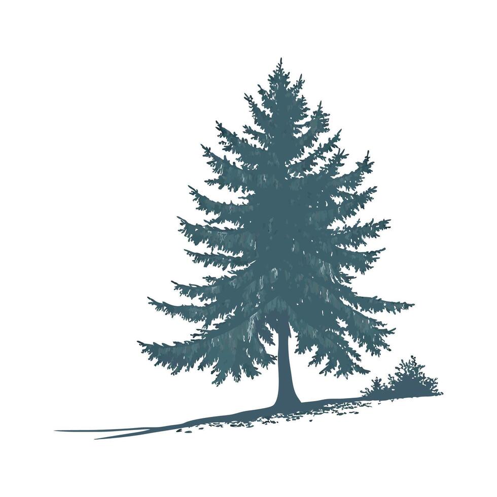 Blue Spruce Picea on Bright White vector