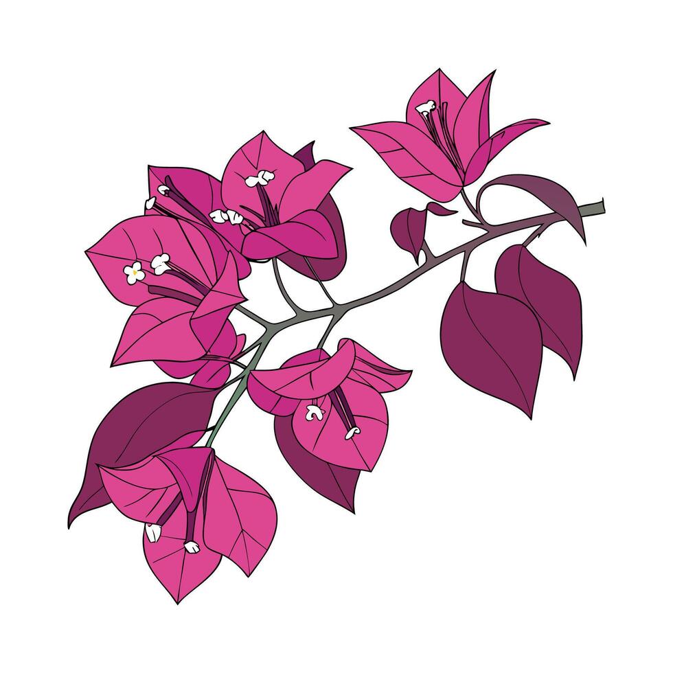Elegant Bougainvillea Display on White vector