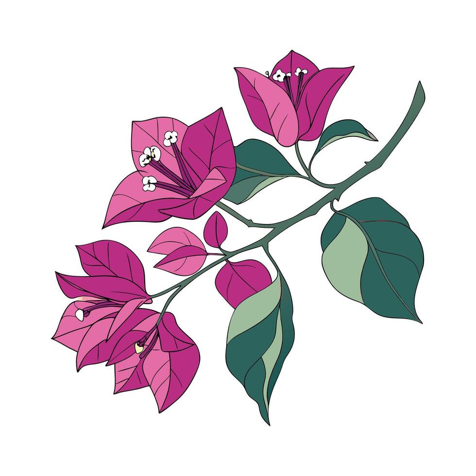 Charming Bougainvillea on Bright White vector