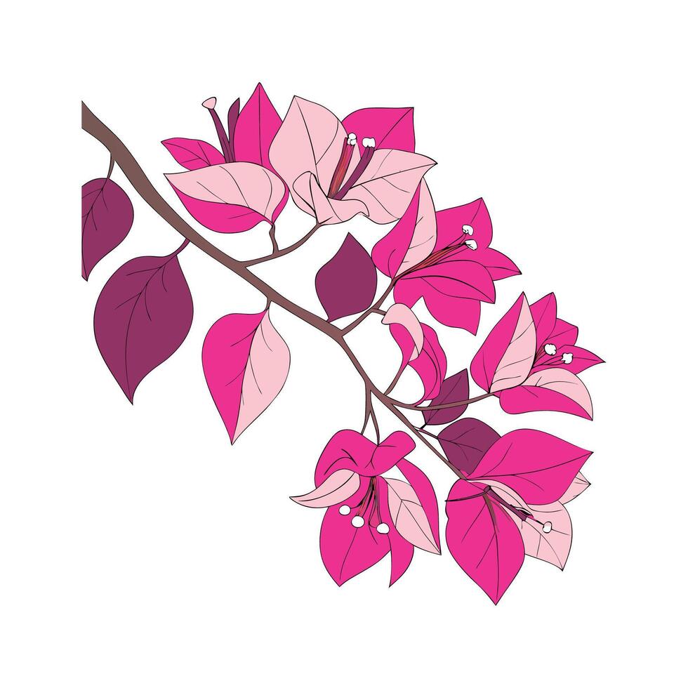 Vibrant Bougainvillea on White Surface vector