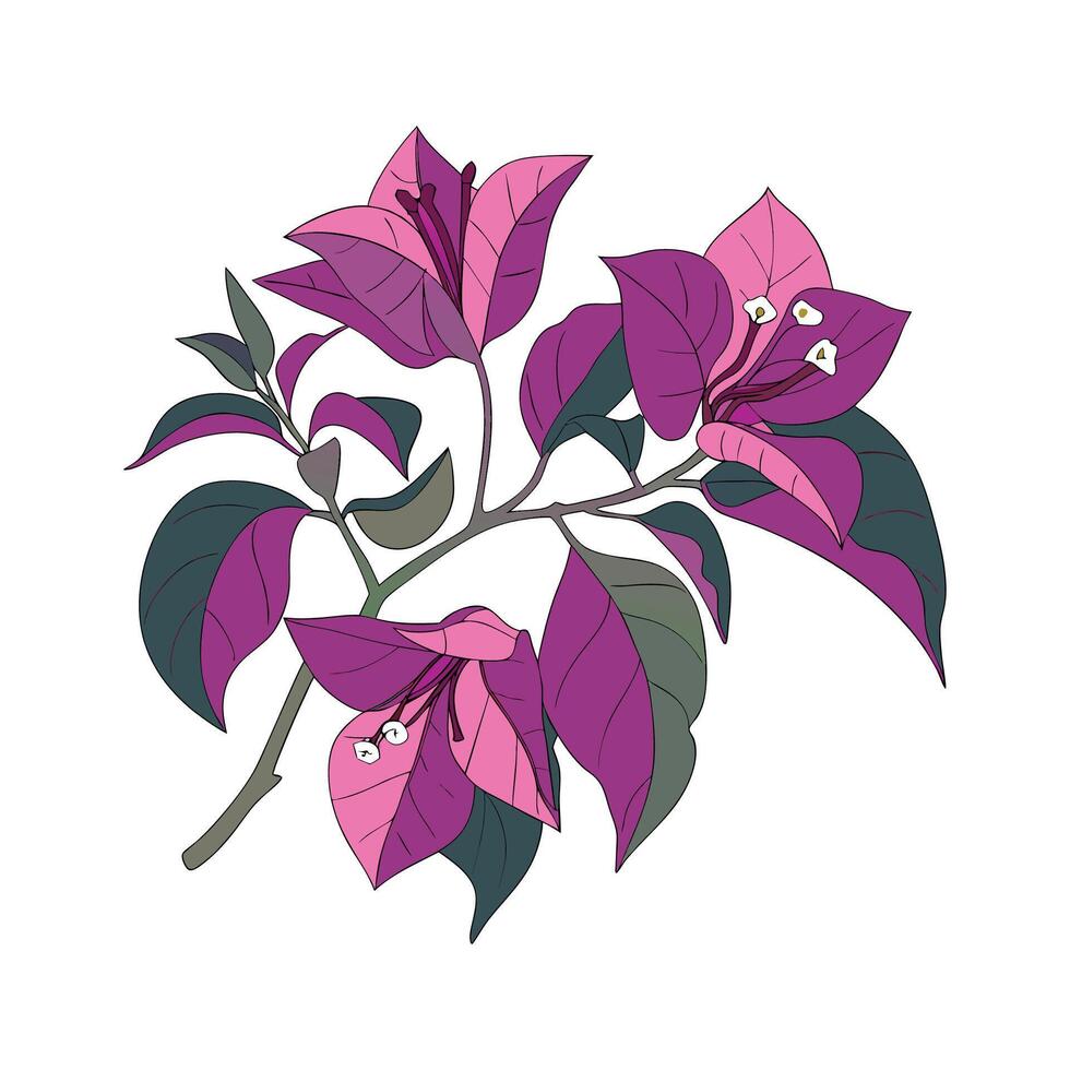 Vibrant Bougainvillea Display on White vector