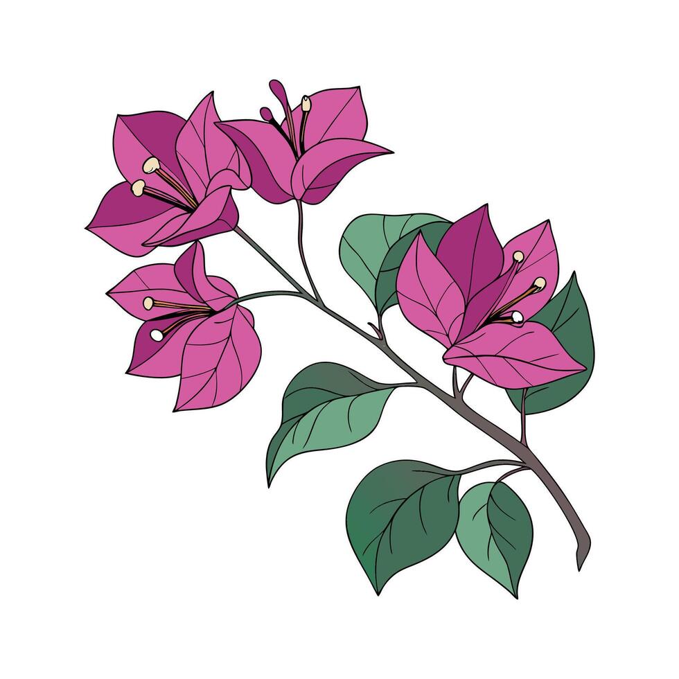 Lovely Bougainvillea on White Surface vector