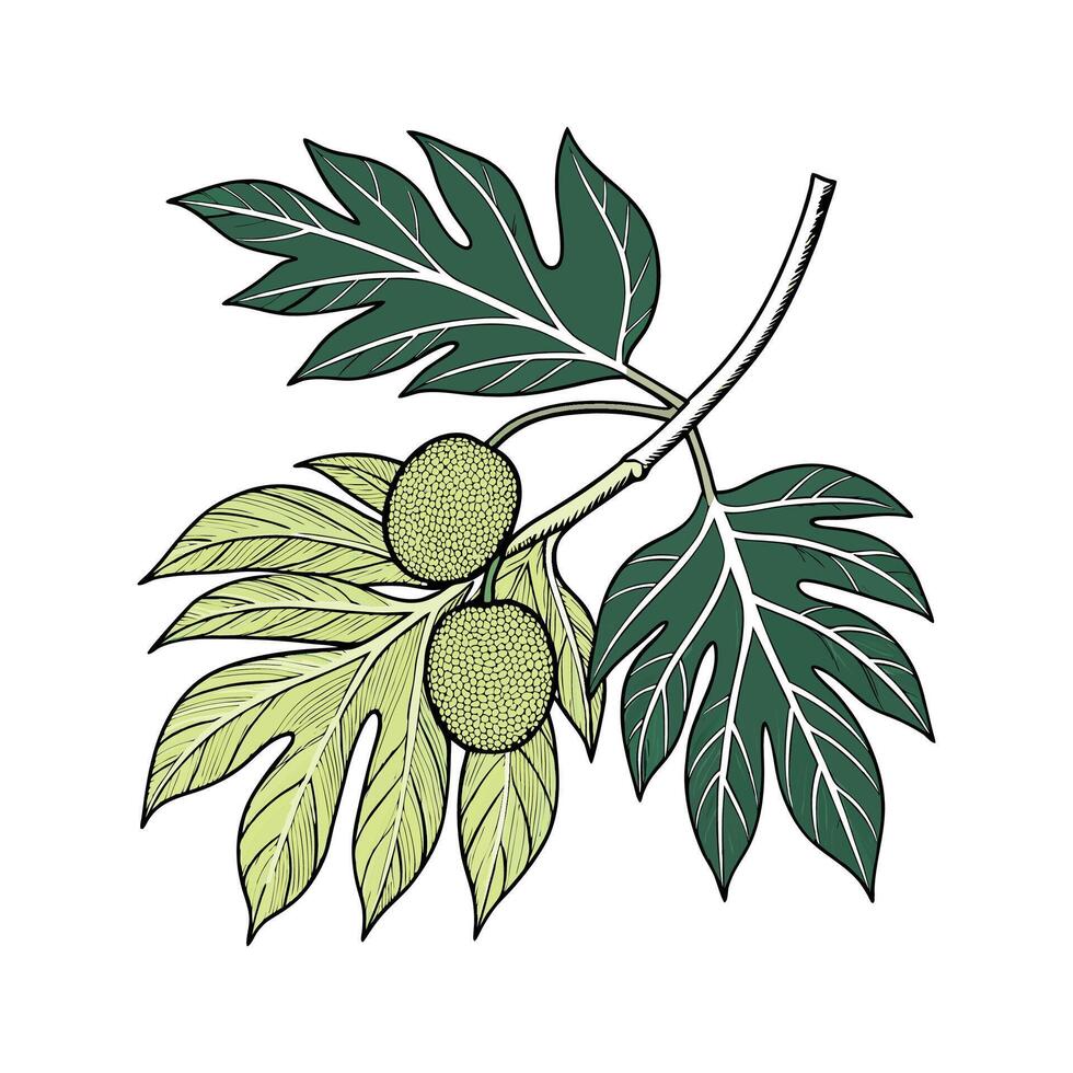 Breadfruit Plant Artocarpus on Bright White vector