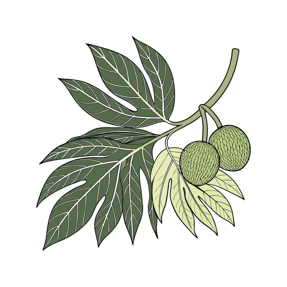 Vibrant Breadfruit Plant on White Surface vector
