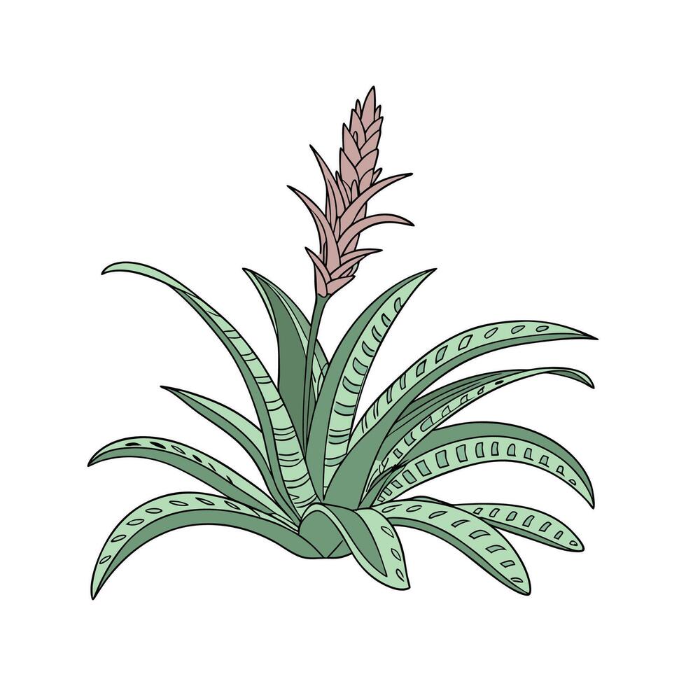 Elegant Bromeliad on White Canvas vector