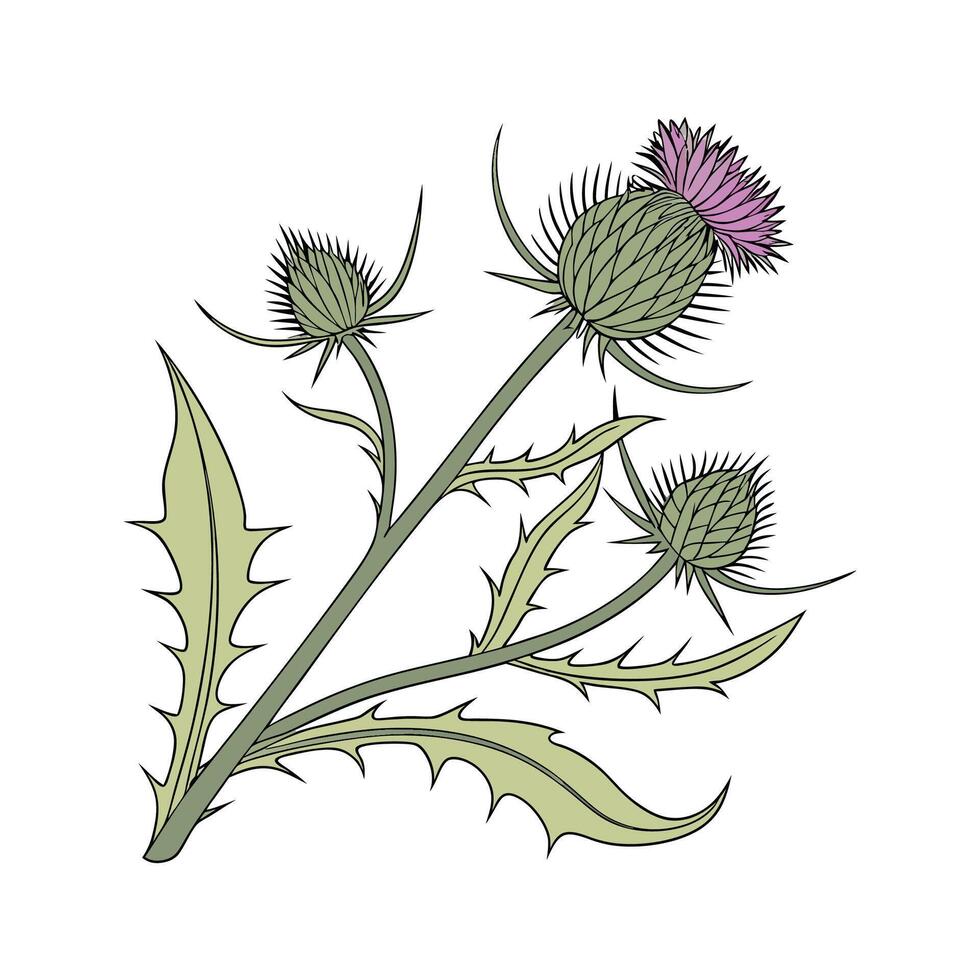 Vibrant Burdock Plant on White Surface vector