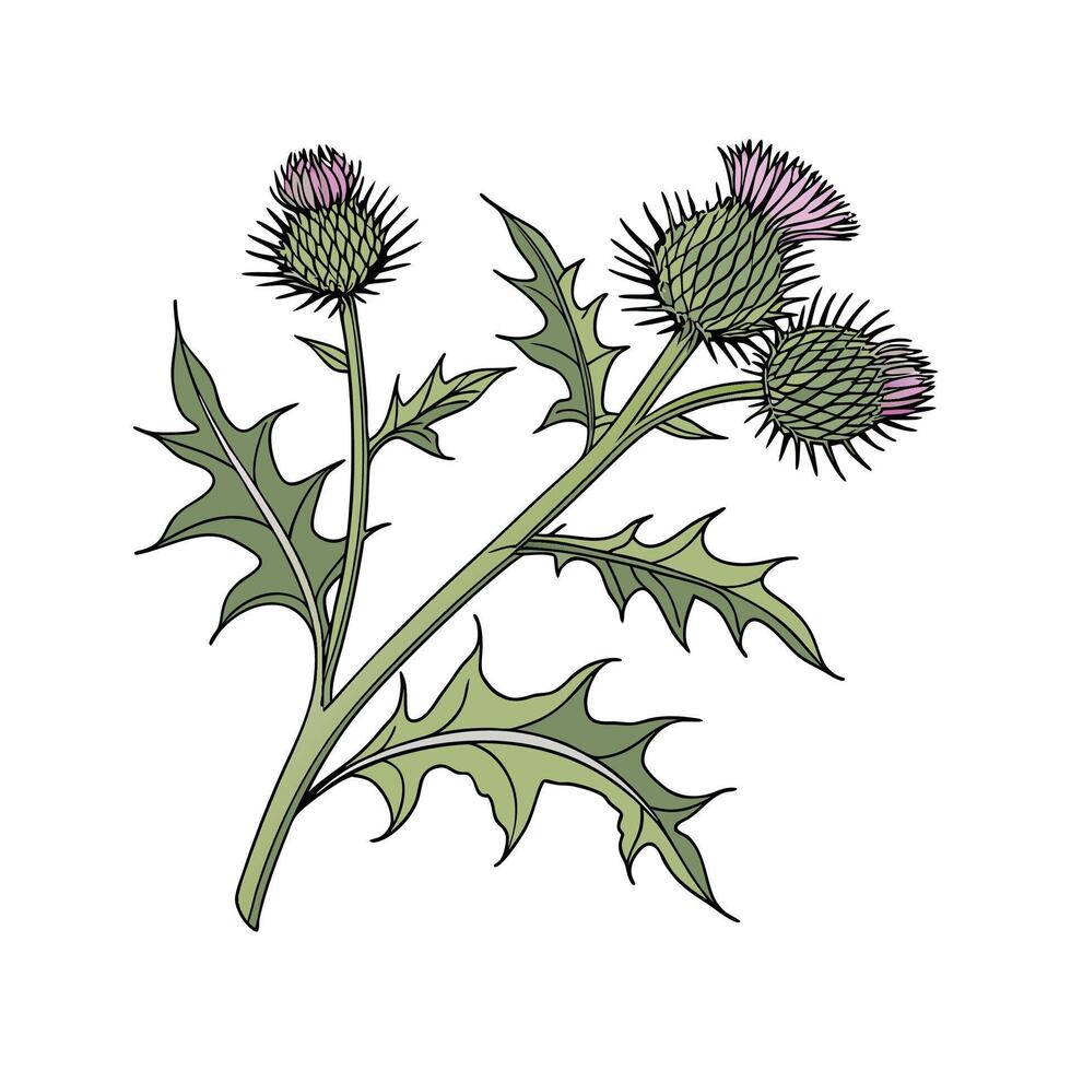 Elegant Burdock Display on White vector