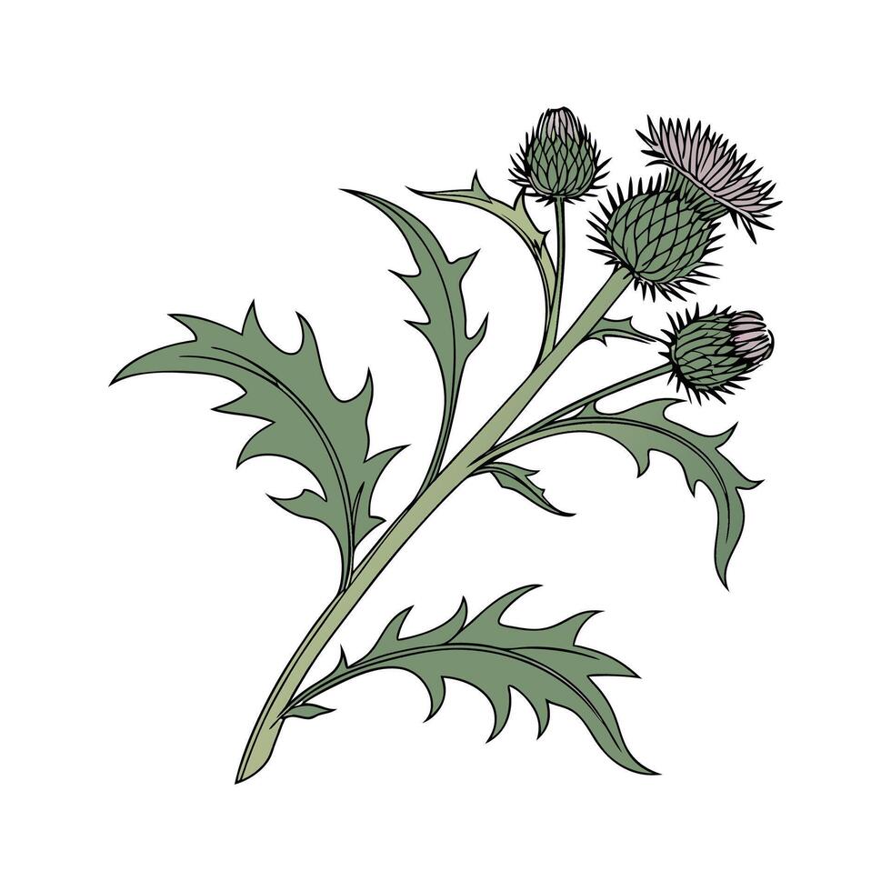 Stylish Burdock Plant on White Canvas vector