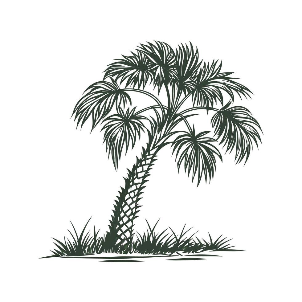 Elegant Cabbage Palm Display on White vector