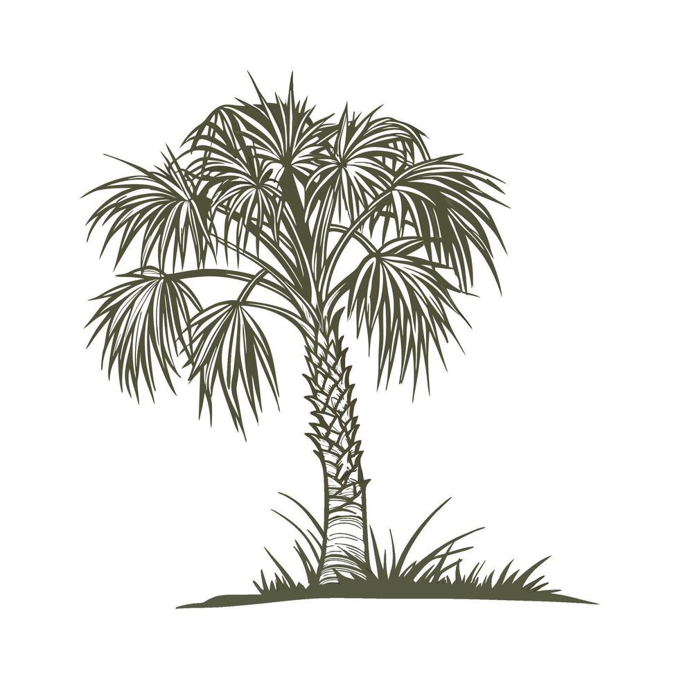 Vibrant Cabbage Palm on White Surface vector