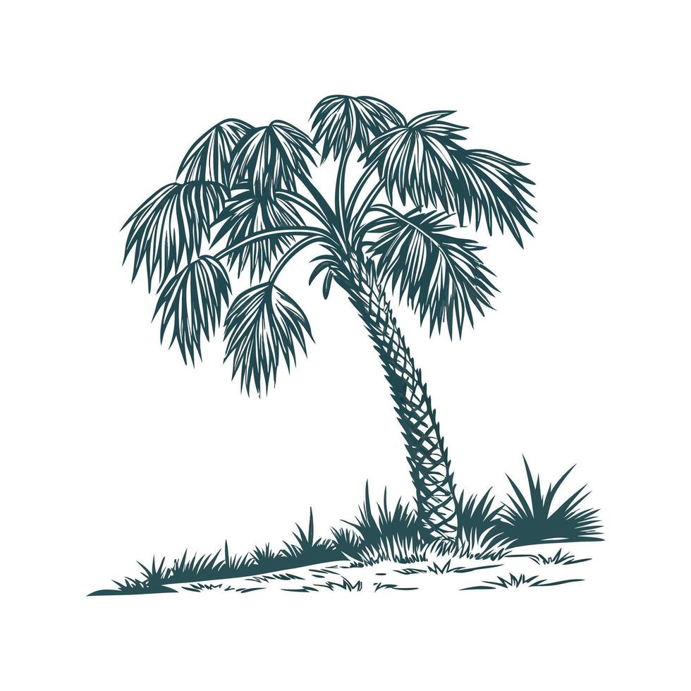 Stylish Cabbage Palm on White Canvas vector