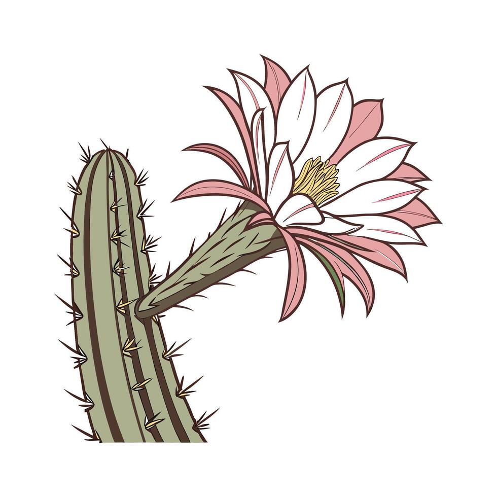 Vibrant Cactus Flower on White Surface vector