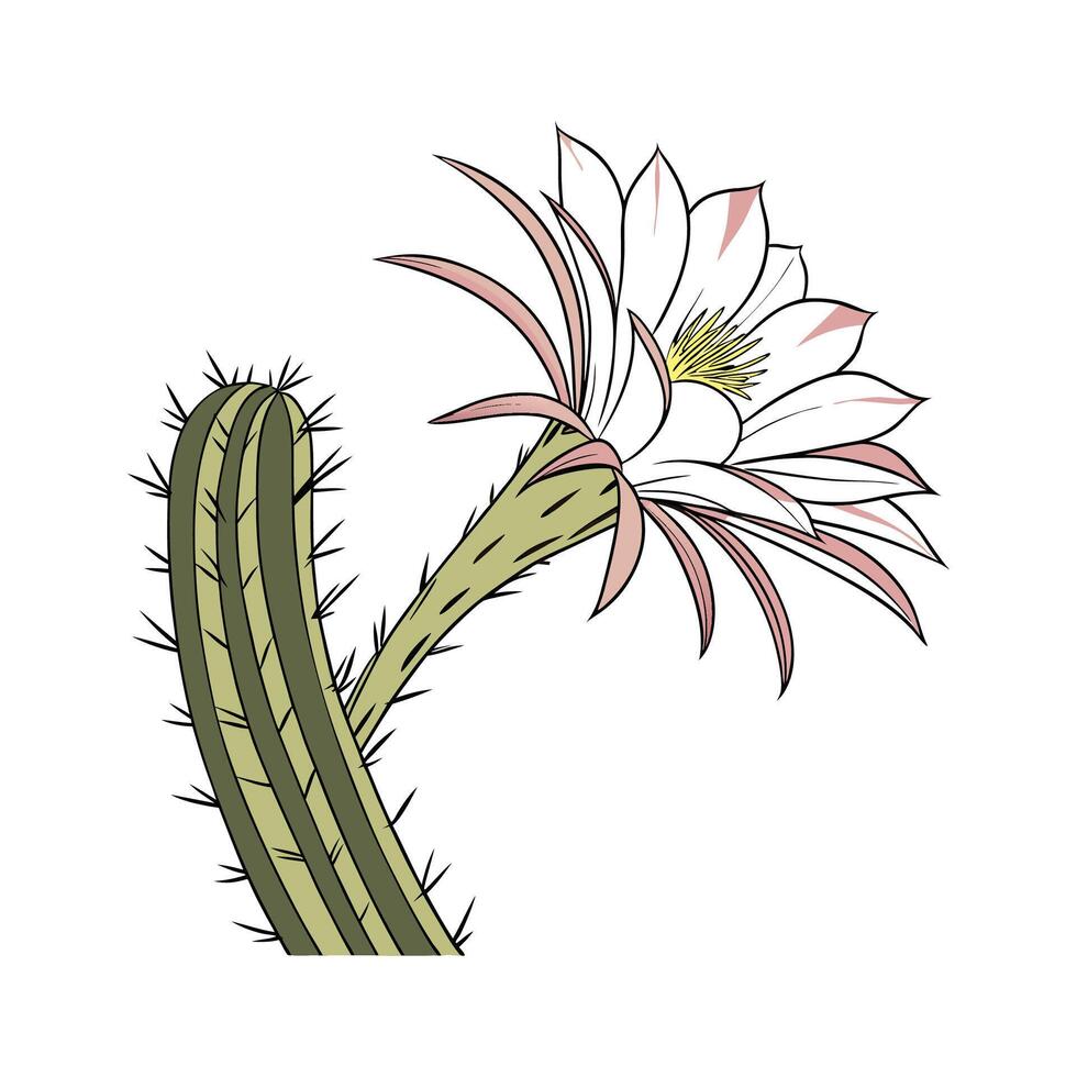 Stylish Cactus Flower on White Canvas vector
