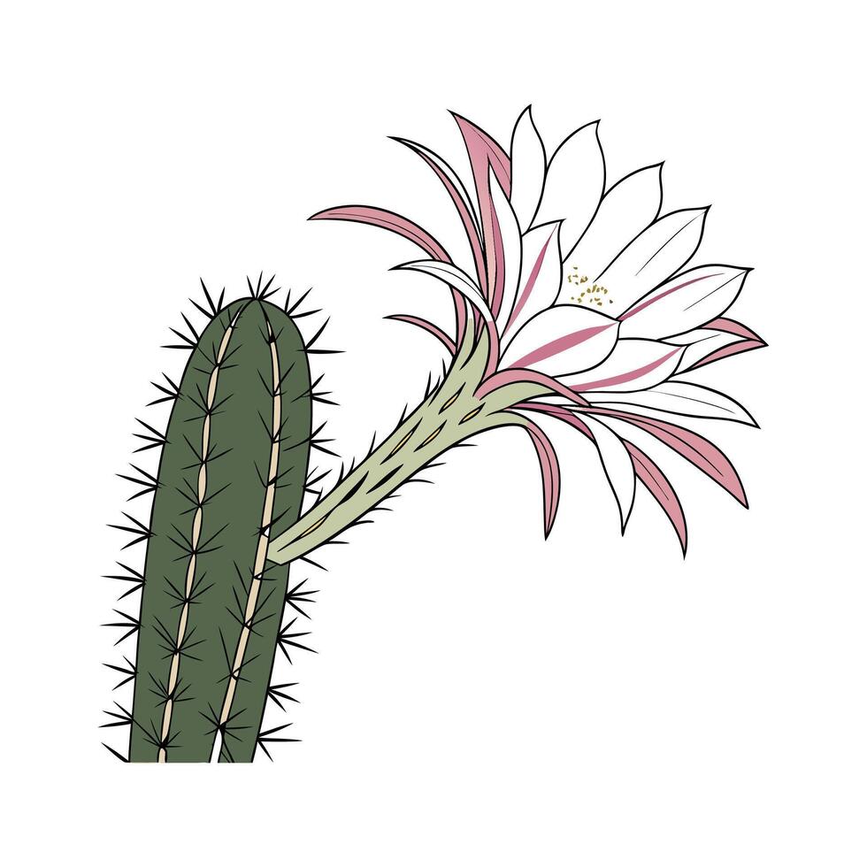 Elegant Cactus Flower Display on White vector