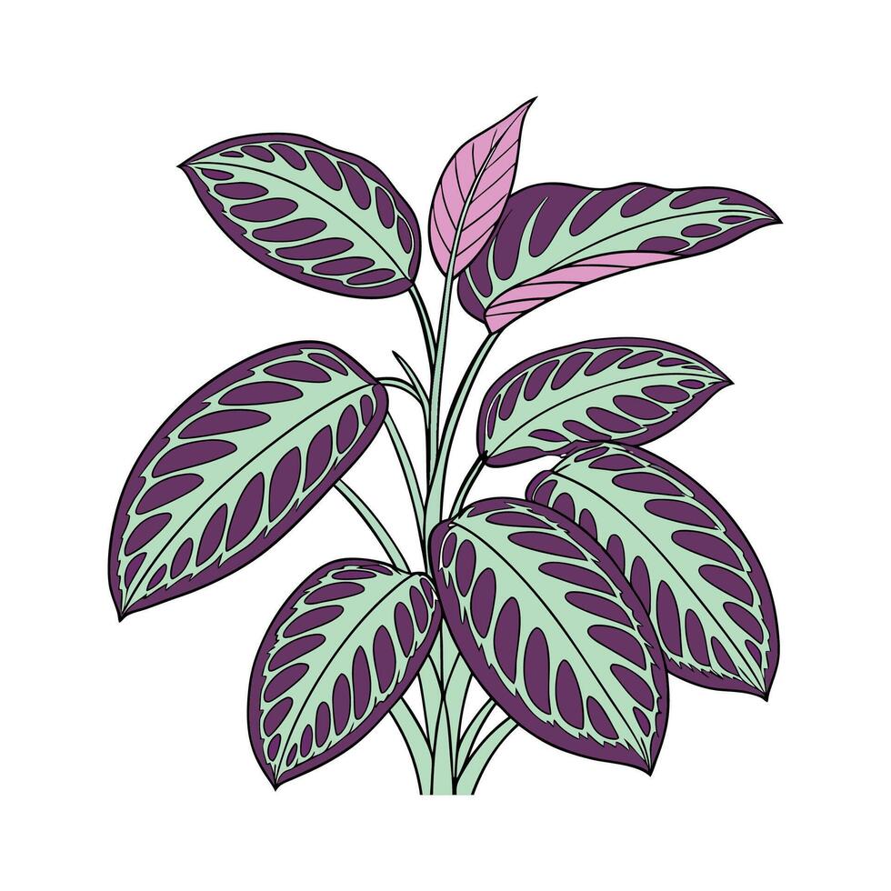 Serene Calathea Leaf Artwork for Modern Spaces vector